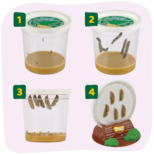 Insect Lore Butterfly Garden - 8" Habitat with 5 Live Baby Caterpillars - Includes Life Cycle Figurines, Stickers, Wind up, Mini Habitat | Birthday or Teacher Gift Set