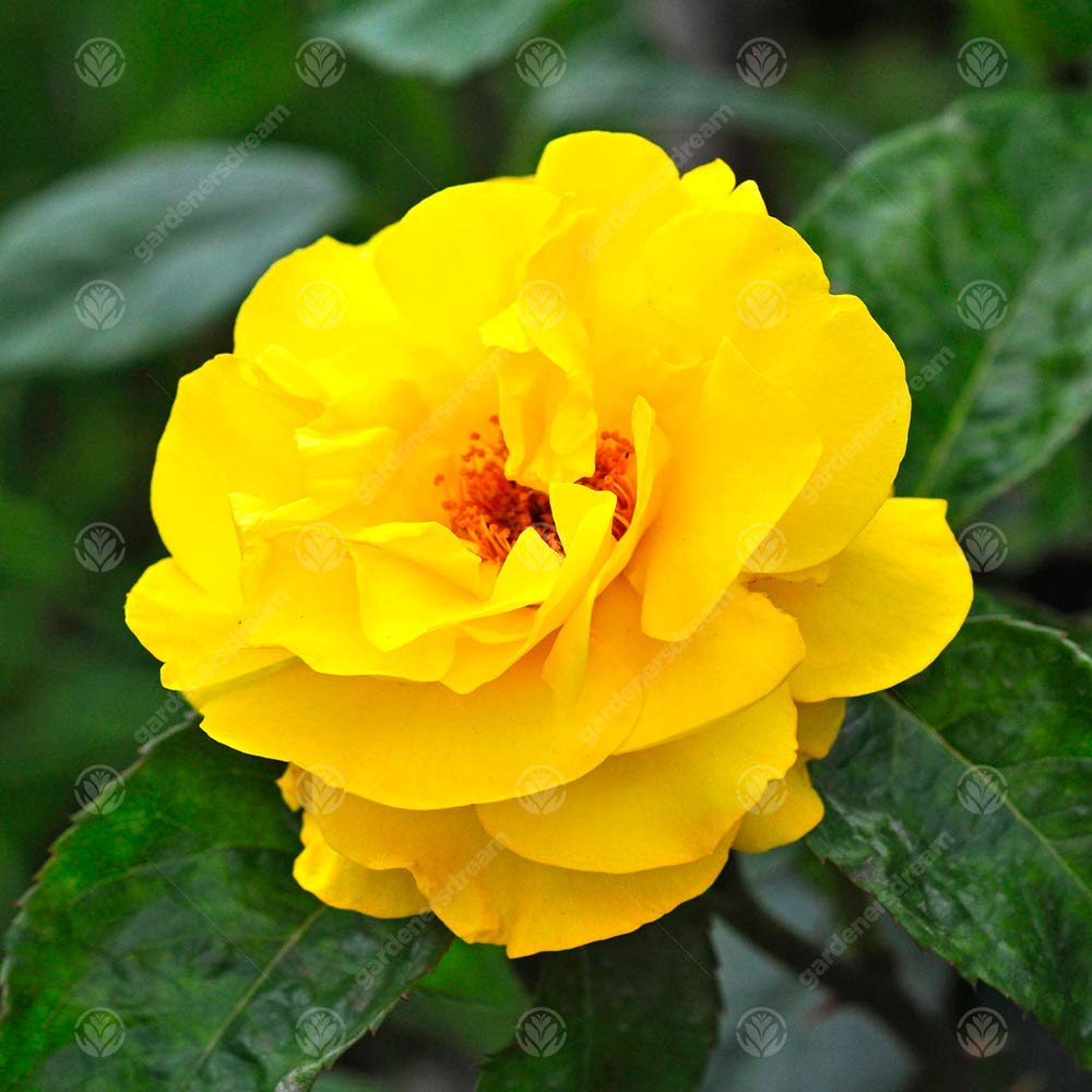 Golden Wedding Rose - 50th Wedding Anniversary - Help Celebrate a Special Couple's Golden Anniversary with a Unique Living Plant Gift