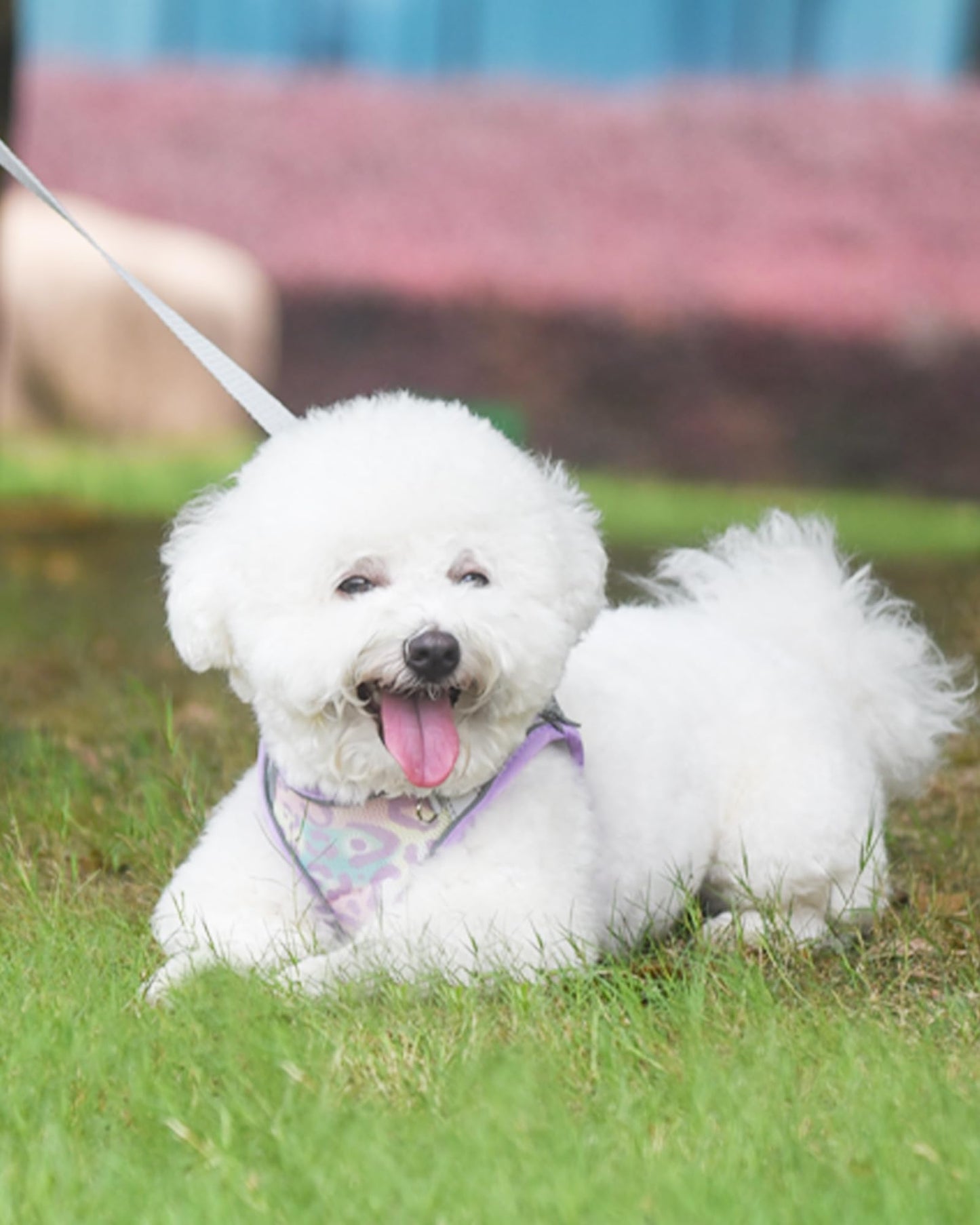 Aecllcea Dog Harness (Purple, S) - Jacquard Fabric, Easy Step-in, No Pull, Reflective Strip, Small Dog Harness and Leash Set