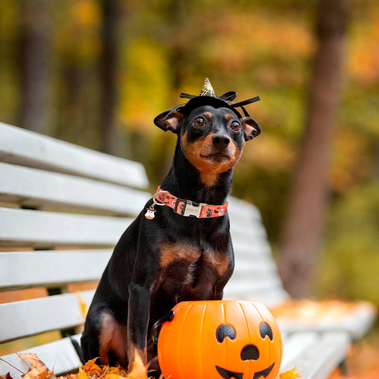 ADOGGYGO Halloween Dog Collar, Adjustable Orange Ghost Halloween Collars for Small Medium Large Dogs (Medium)