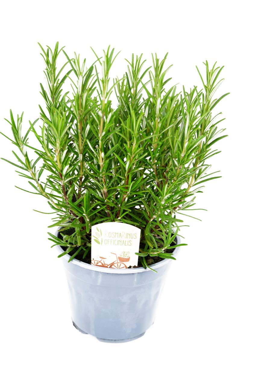 Rosemary Bush 14cm Pot - Ready to Plant in The Garden and Used for Culinary Purposes