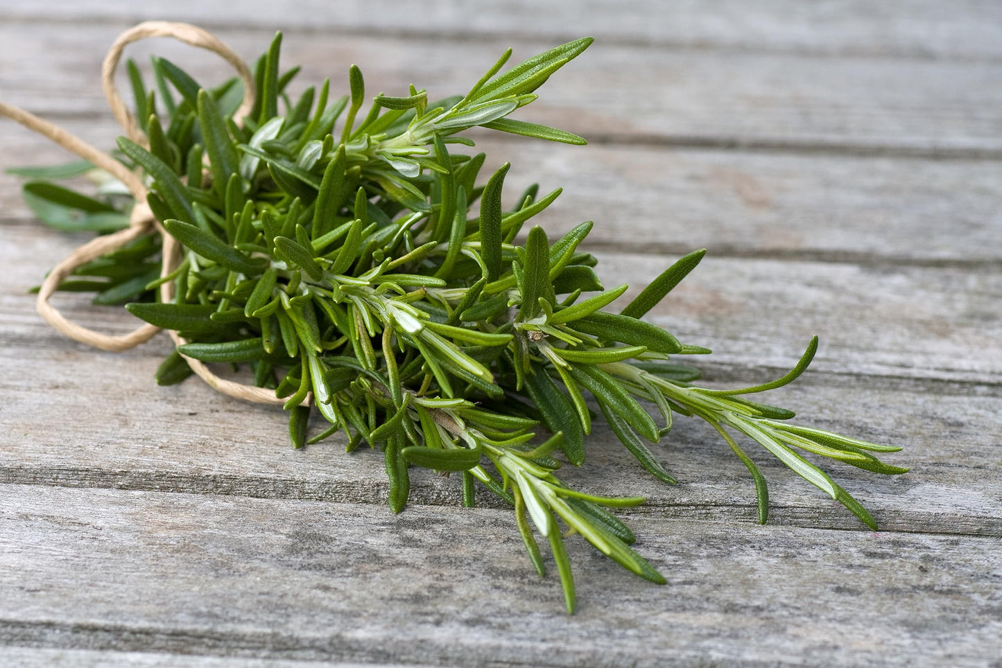 Large Rosemary herb Plant in a one and a Half Litre Pot, Upright Evergreen Plant