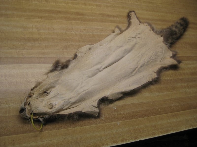 Tanned Raccoon Hide #2 Quality Fur Coats Pelt
