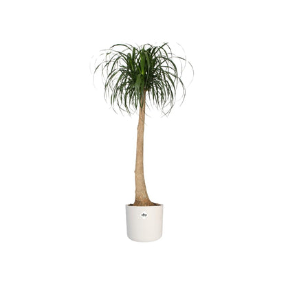elho B.for Soft Round 25 - Indoor Plant Pot - 100% Recycled Plastic - Ø 24.7 x H 23.3 cm - White/White
