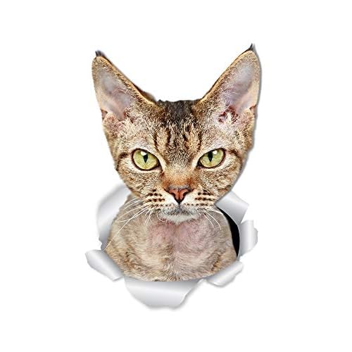 Winston & Bear Grumpy Rex Cat Wall Decals - 2 Pack - Grumpy Rex Cat Toilet Sticker ? 3D Cat Car Window and Bumper Sticker - Retail Packaged Cat Lover Gifts