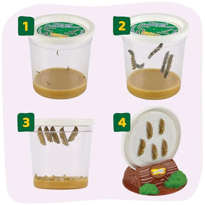 Insect Lore Butterfly Garden - 8" Habitat with 5 Live Baby Caterpillars - Includes Life Cycle Figurines, Stickers, Wind up, Mini Habitat | Birthday or Teacher Gift Set
