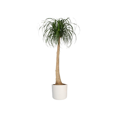 elho B.for Soft Round 25 - Indoor Plant Pot - 100% Recycled Plastic - Ø 24.7 x H 23.3 cm - White/White