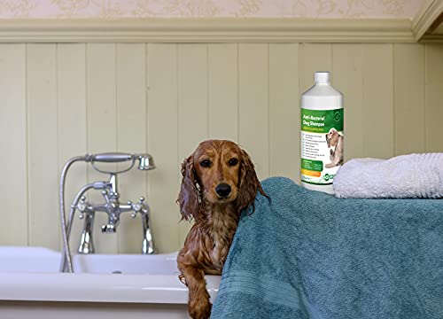 Aqueos Antibacterial, Antiviral & Antifungal Dog Shampoo for Itchy Skin, Minor-Wounds Cuts Grazes Skin Irritations & Sensitive Skin | Soothing & Deodorising Medicated Shampoo Alternative | 1 Litre