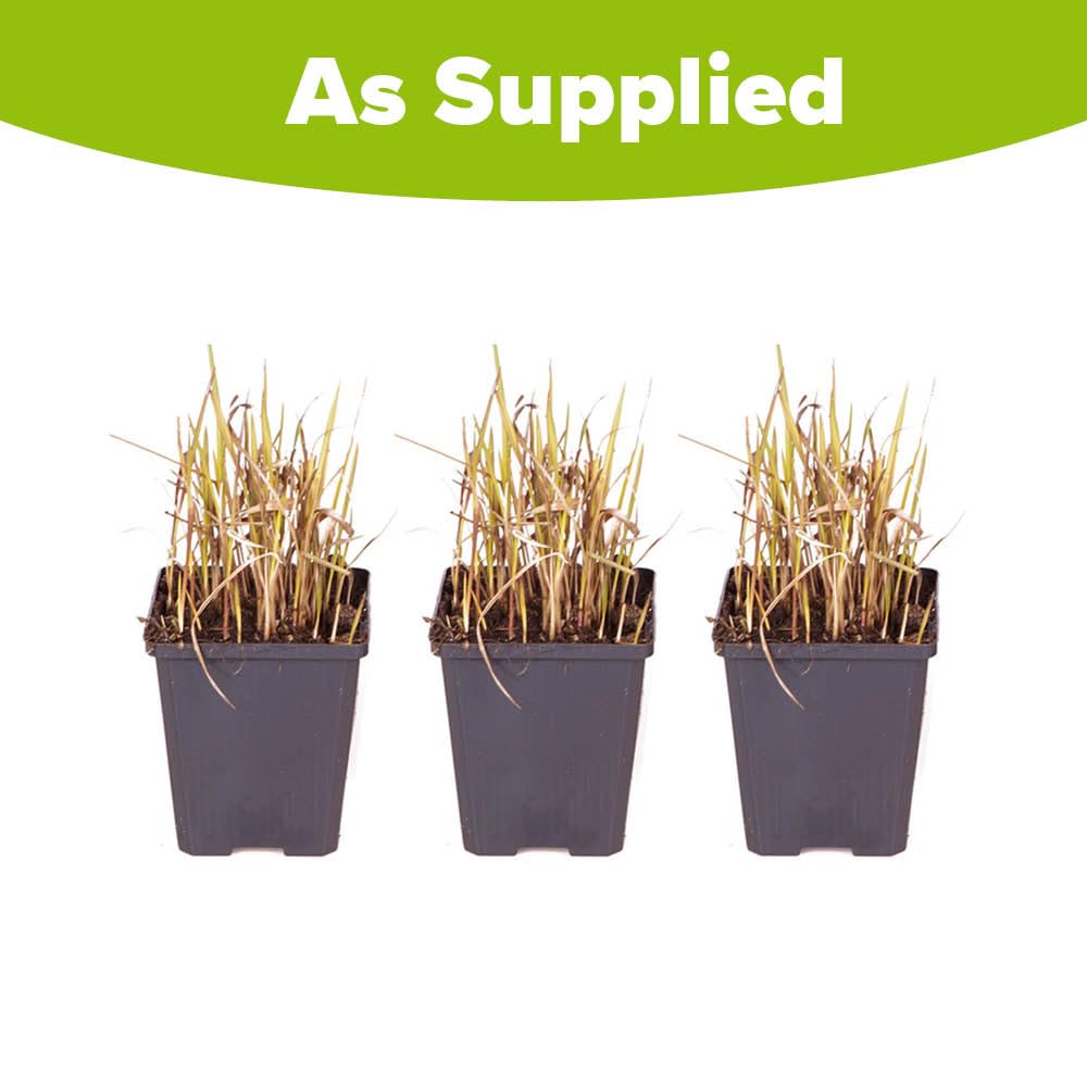 YouGarden Imperata Blood Grass 'Red Baron', Set of Three Established Plants in 9cm Pots, Decorative Grasses for Gardens, Garden Ready Established Red Ornamental Grass