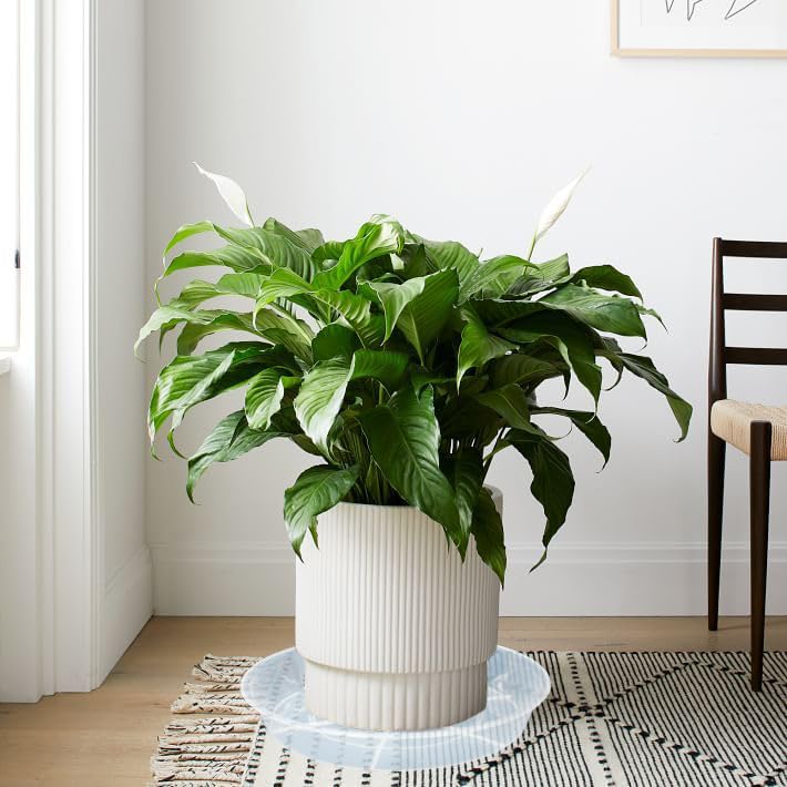 Afrine 6 Pack Plant Saucer Drip Tray, 4 5 6 8 9 10 12 14 16 18 inch, Heavy Sturdy Plastic Planter Flower Pot Saucers for Indoor Outdoor Garden, Plant Water Drip Trays for pots Base (4", Clear)