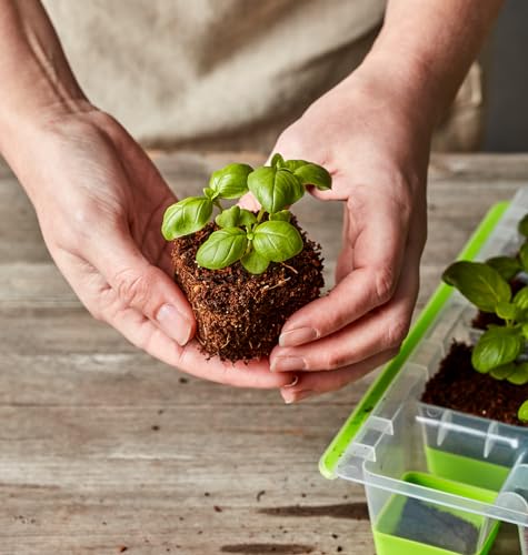 Burpee SuperSeed Seed Starting Tray | 16 XL Cell | Reusable & Dishwasher Safe | for Starting Vegetable Seeds, Flower Seeds & Herb Seeds | Indoor Grow Kit for Deep-Rooted Seedlings, Green