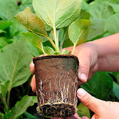 KINGLAKE Biodegradable Small Plant Pots Fibre Seedling Pots, 6cm 100Pcs Compostable Flower Seed Pots for Planting Vegetables, Fruits, Herbs with 100 Plant Labels