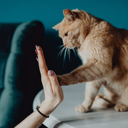 FeiFanYiGou Pet Hair Remover, 4 in1 Cat and Dog Hair Removal for Couch with Extra Long Handle, 17-Inch, Cat Fur Removal Tool for Furniture, Carpet, Clothes, Bedding, Tile, Hardwood Floor, Car, Window