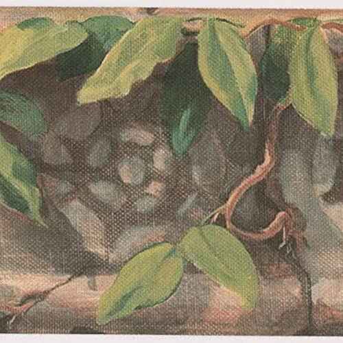 CONCORD WALLCOVERINGS ¢â Ancient Architectural Wallpaper Border Featuring Tropical Plant Leaves and Stone Pattern, Colors Grey Black Green Brown, Size 5 Inches by 15 Feet OT4181B