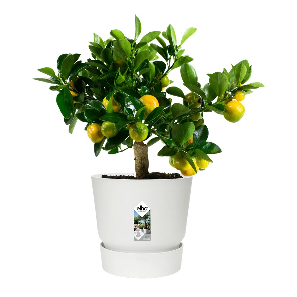elho Greenville Round 30 - Large Flower Pot with Integrated Water Reservoir - Indoor & Outdoor - 100% Recycled Plastic - Ø 29.5 x H 27.8 cm - White/White