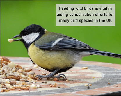 Dried Mealworms 2kg Premium Insectivorous Wild Bird Food