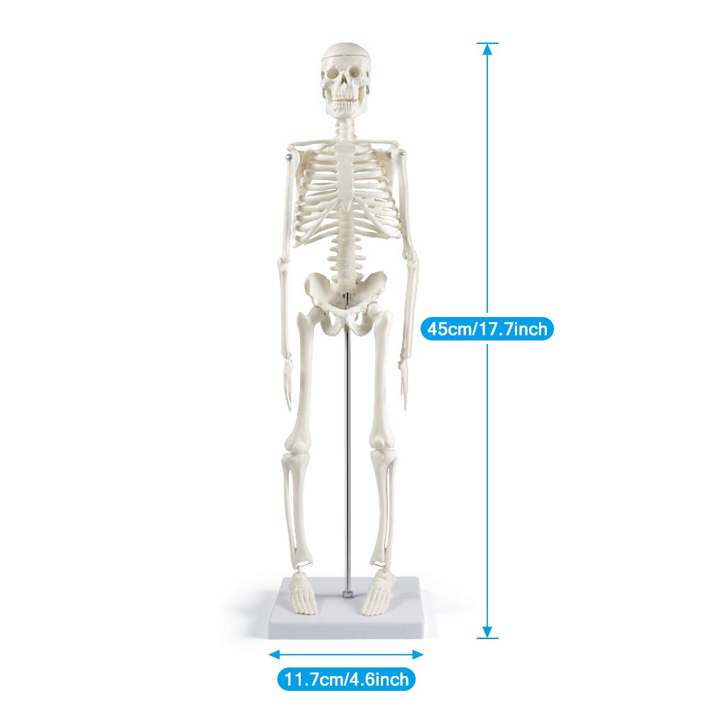 breesky Human Skeleton Model for Anatomy: 17” Human Skeleton Model with Movable Arms and Legs - Scientific Model for Study and Display