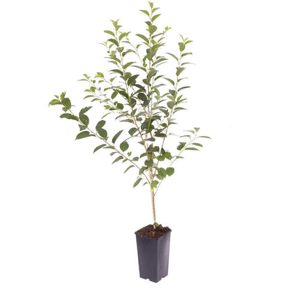 YouGarden Compact Sweet Cherry 'Porthos', Established 50cm Tall Bush, Supplied in a 3L Pot, Ideal for Small Gardens & Patios, Grow Your Own Cherry Tree in Your Garden
