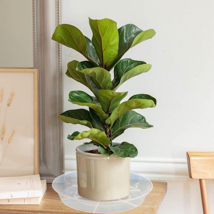 Afrine 6 Pack Plant Saucer Drip Tray, 4 5 6 8 9 10 12 14 16 18 inch, Heavy Sturdy Plastic Planter Flower Pot Saucers for Indoor Outdoor Garden, Plant Water Drip Trays for pots Base (4", Clear)