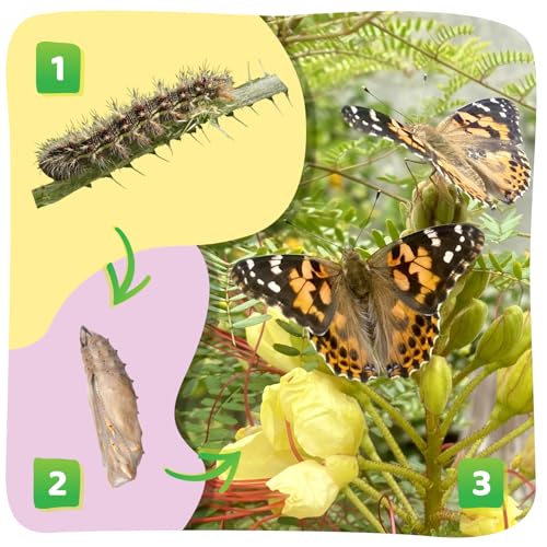 Insect Lore Butterfly Garden 8" Habitat Gift Set with 10 Live Baby Painted Lady Caterpillars - Includes Baby Caterpillars, Raising Supplies, 3D Butterfly Stickers and Butterfly Wind-up Toy