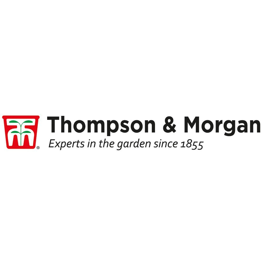 Star Jasmine Evergreen Climbing Garden Outdoor Plant for Trellis, Fences & Obelisks Baring Fragrant White Summer Flowers, 1 x Trachelospermum Jasminoides in 9cm Pot by Thompson & Morgan