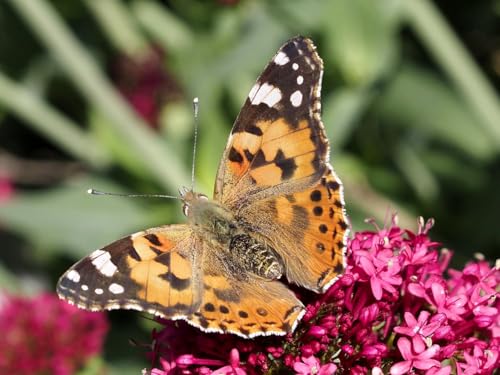 Insect Lore Raise and Release Butterfly Garden Kit – Caterpillar Habitat with redeemable Voucher – STEM-accredited Live Butterfly Growing Kit for Kids, Classrooms, and Homeschool Learning
