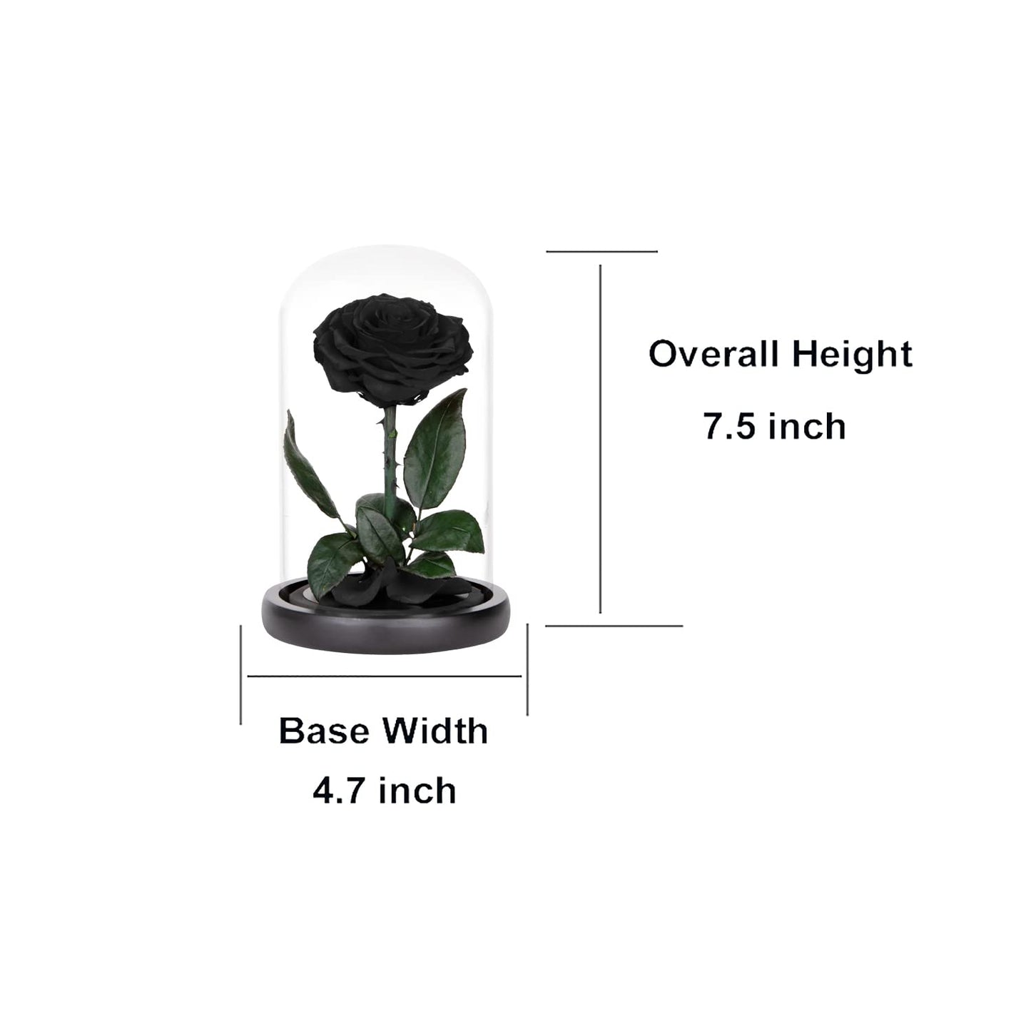 Preserved Roses Black Roses in Glass Dome, Medium, Preserved Flowers for Mothers Day, Gifts for Women