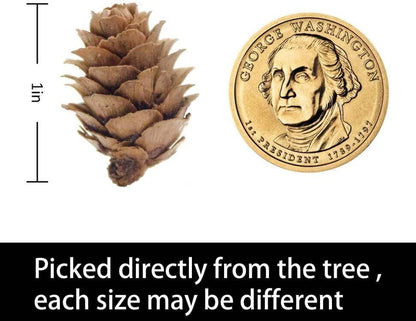 Deloky 150 Pcs Christmas Natural Mini Pine Cones- 2CM Thanksgiving Small Pinecones Ornaments Vase Fillers for DIY Crafts, Home Decorations, Fall and Christmas, Wedding Decor