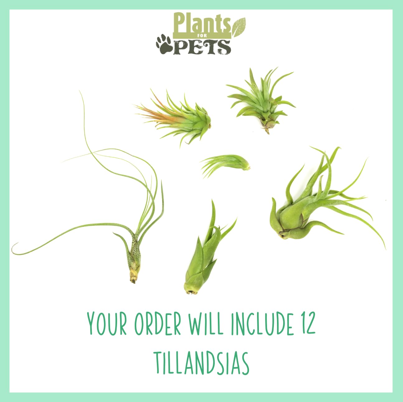 Tillandsia Air Plants Live Indoor Plants (12PK), Airplants Variety Live Plant Kit, Tropical Plants Live Houseplants, Air Plant Live Succulents Plants Live Plants Indoor House Plants by Plants for Pets
