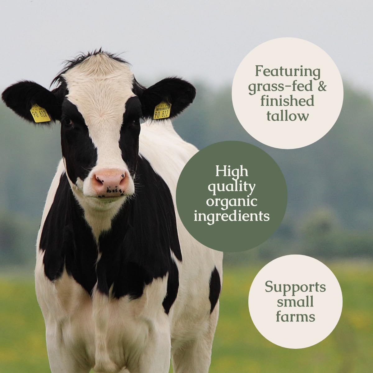 Hearth and Homestead: Handmade Whipped Tallow Balm (Unscented/Herb-Infused) - Organic Body Butter with Infused Olive Oil, for Eczema, Rosacea, Baby - 1.3 oz