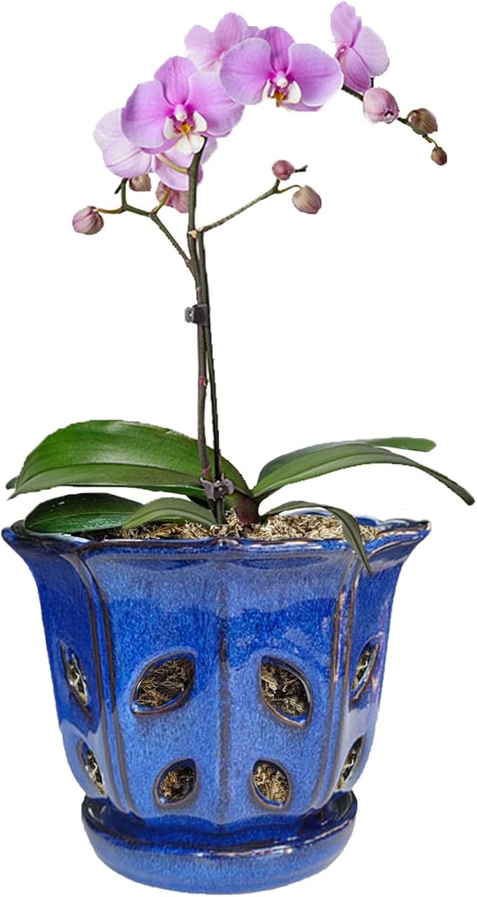 Ceramic Orchid Pots with Holes Orchid Pot 6 inch (Blue)