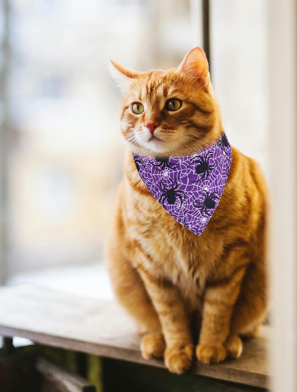 Halloween Cat Collars Breakaway with Bandana Bell Pet Kitten Adjustable for Small Dog Puppies Girl Boy