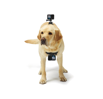 GoPro Fetch Dog Harness - Official GoPro Mount
