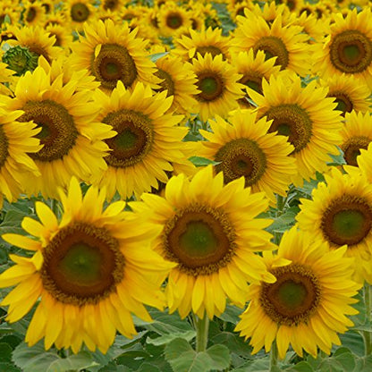 Babo Botanicals Super Shield SPF 50 Stick Sunscreen - 70% Organic Ingredients - Natural Zinc Oxide - For all ages - NSF & MADE SAFE Certified - EWG Verified - Water Resistant - Fragrance-Free