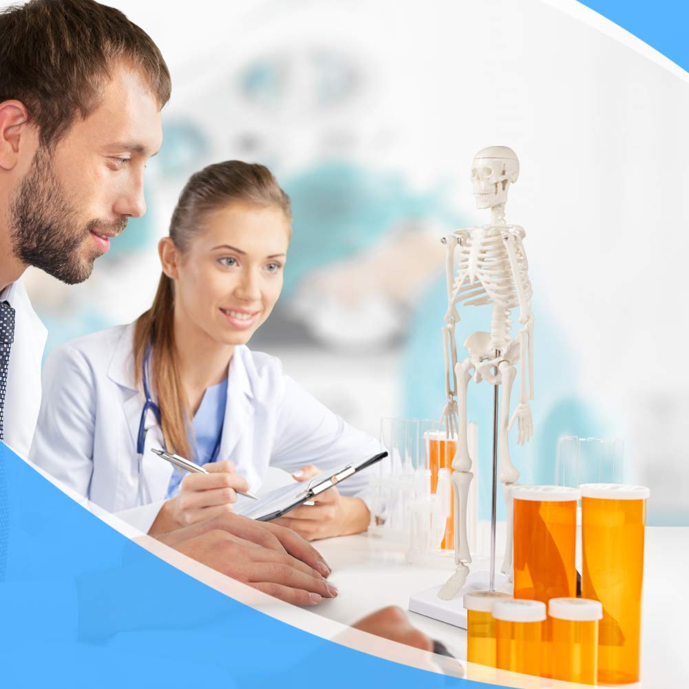 breesky Human Skeleton Model for Anatomy: 17” Human Skeleton Model with Movable Arms and Legs - Scientific Model for Study and Display