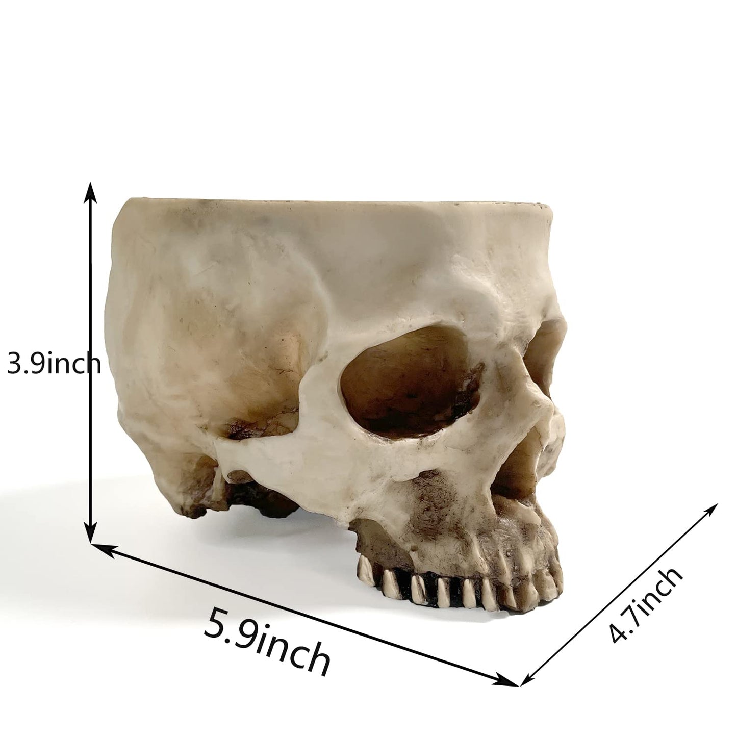 RMM Halloween Decoration Retro Human Skull Head Flower Pot Planter Bed Box Container Replica Home Bar Décor,Clear