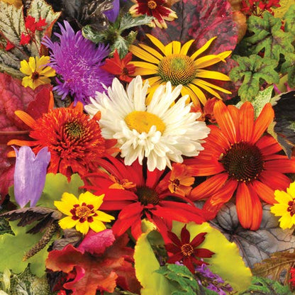 YouGarden Pack of 12 Mixed Winter Hardy Perennial Plants in 9cm Pots, Garden Ready Autumn Bedding Plants in 9cm Pots, Extremely Hardy