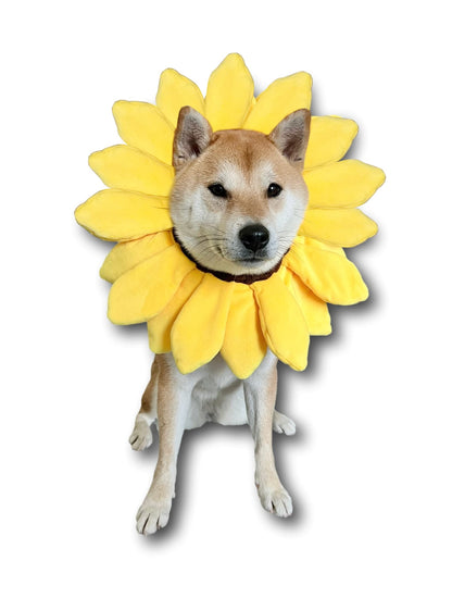 ComfyCamper Sunflower Dog Costume for Small Medium Large Dog Puppy Puppies Cat Kitten – Cute Head Flower Headband Outfits – Collar Cone Costume Hat Sombrero Outfit Pet Cosplay Halloween (Medium)