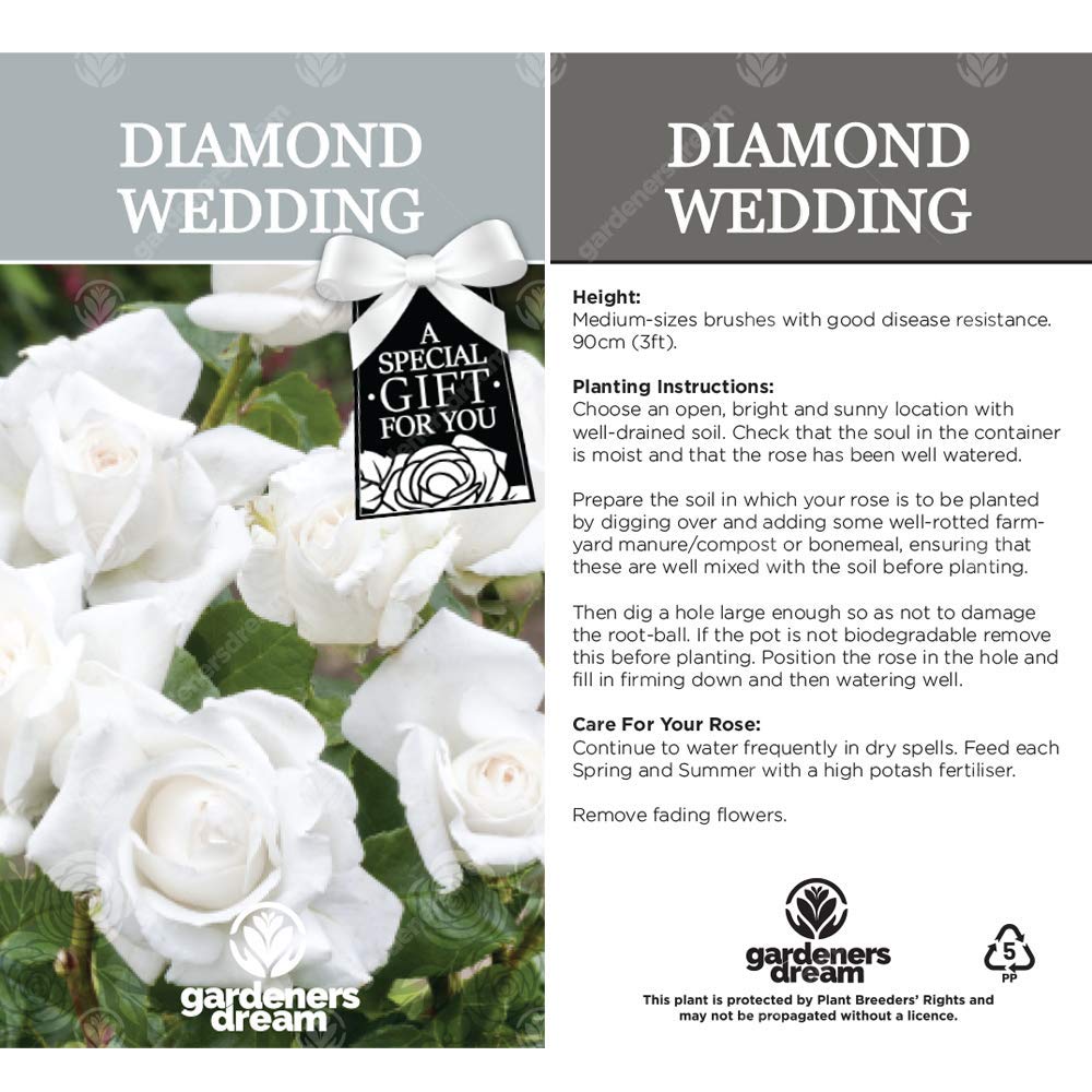 Diamond Wedding Rose - 60th Wedding Anniversary - Help Celebrate a Special Couple's Diamond Anniversary with a Unique Living Plant Gift