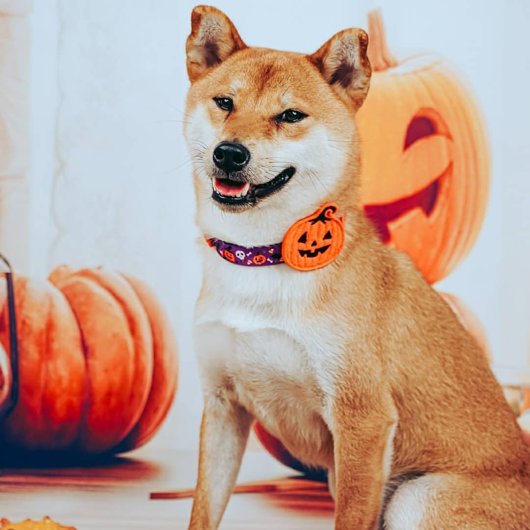 Blueberry Pet Halloween Pumpkin Party Designer Adjustable Dog Collar with Detachable Decoration, Medium, Neck 14.5"-20"