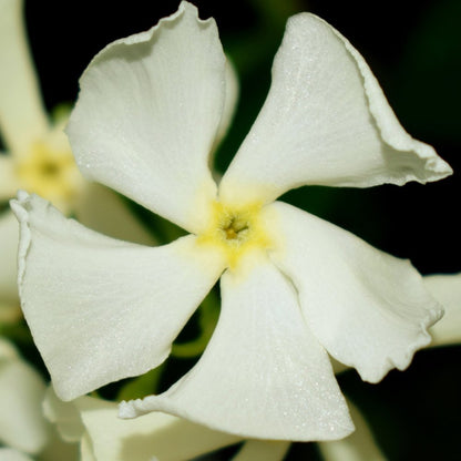 Star Jasmine Evergreen Climbing Garden Outdoor Plant for Trellis, Fences & Obelisks Baring Fragrant White Summer Flowers, 1 x Trachelospermum Jasminoides in 9cm Pot by Thompson & Morgan