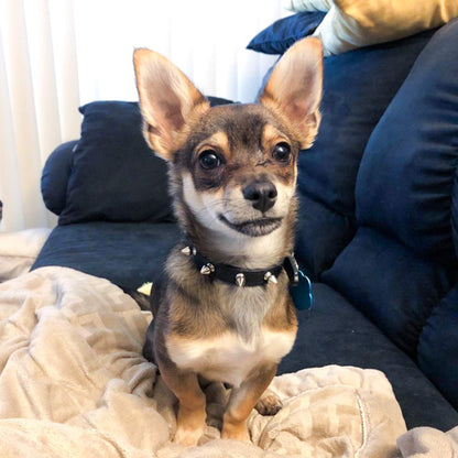 Enjoying Spiked Cat Collar, Leather Spikes Dog Collars for Cats Small Dogs, Adjustable Pet Collar with Rings, Black XS