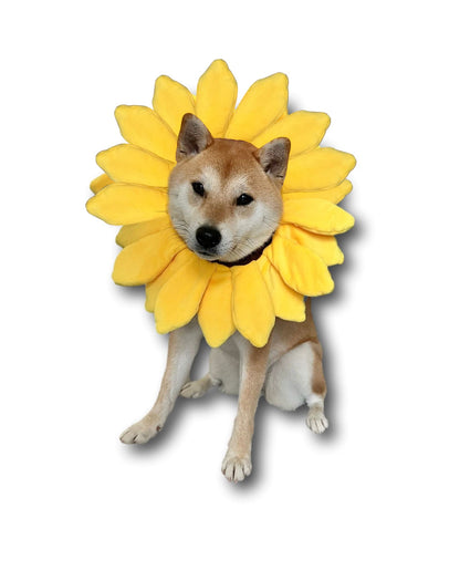 ComfyCamper Sunflower Dog Costume for Small Medium Large Dog Puppy Puppies Cat Kitten – Cute Head Flower Headband Outfits – Collar Cone Costume Hat Sombrero Outfit Pet Cosplay Halloween (Medium)