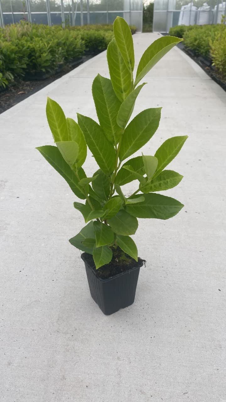 10 Cherry Laurel Evergreen Hedging 40-60cm Potted Not Bareroot by Sunnyside Nurseries