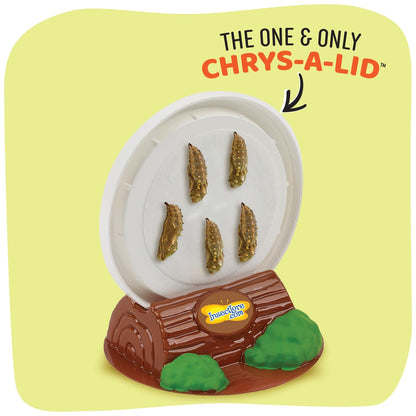 Insect Lore Giant Butterfly Garden with Voucher | 18 Inch Habitat | Life Cycle Figurines Included | Voucher to Redeem 5 Baby Caterpillars Later | Raise Painted Lady Butterflies