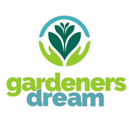 GardenersDream Senecio Angel Wings - Striking Evergreen Perennial & Flowering Garden Plant, Unique Silver Foliage with Outdoor Year-Round Interest - Drought Tolerant (10-20cm Incl. Pot)