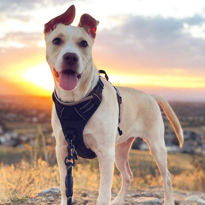 rabbitgoo Dog Harness Large Dog No Pull Pet Harness with 2 Leash Clips, Adjustable Soft Padded Pet Vest Harness, Reflective No-Choke with Easy Control Handle for Training or Walking, Black, L