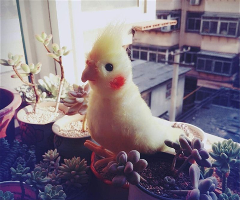 TAMMYFLYFLY Lifelike Cockatiel Parrot Bird Plush Stuffed Animal Toy Yellow Bird Cute Animal Model