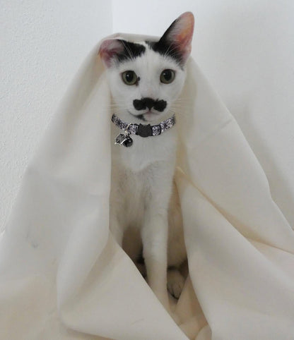 Cat Collar Halloween Set of 2, Skull Cat Collar for Small Dogs, Holiday Kitten Collar with Bell