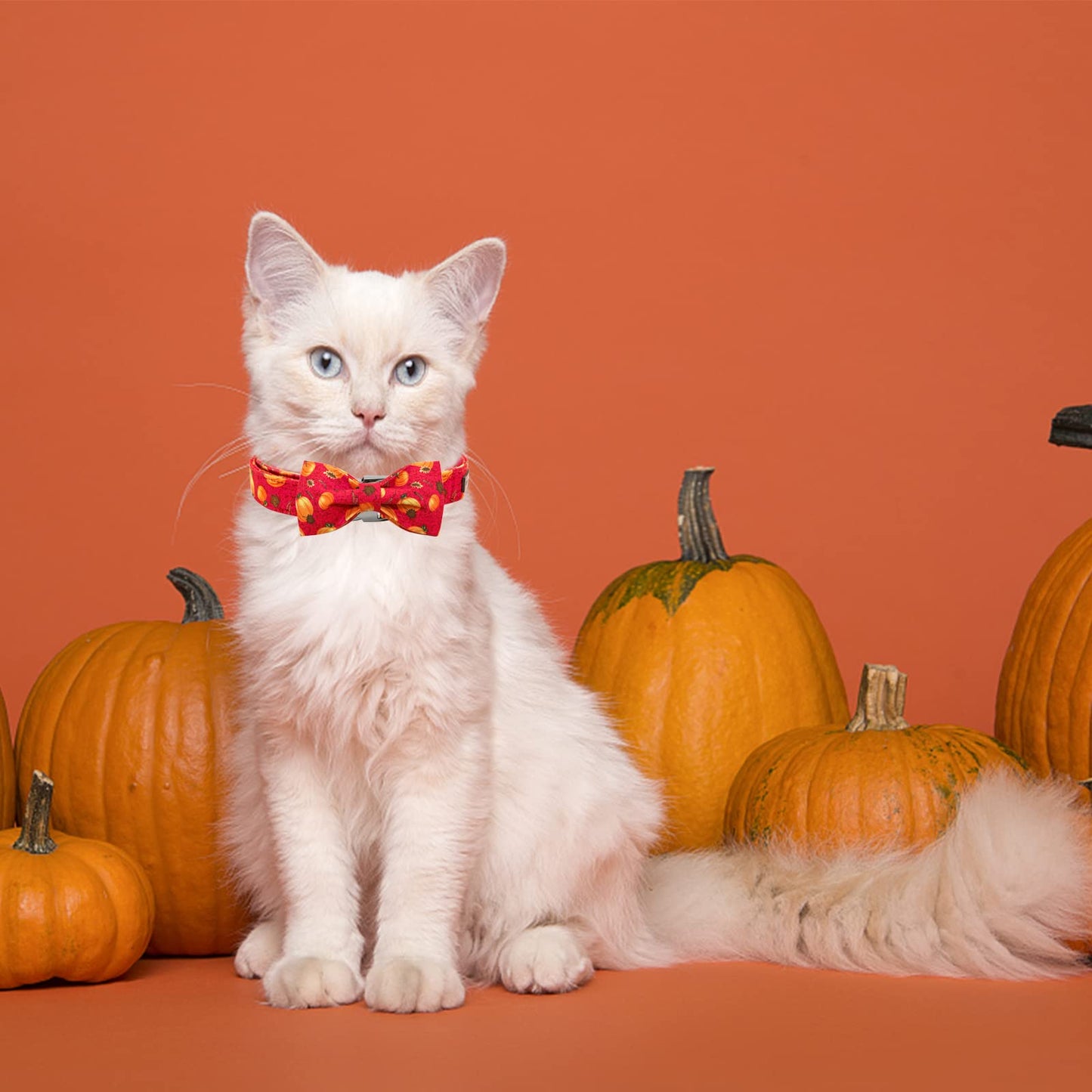 Elegant little tail Dog Collar with Bow - Fall Dog Collar Halloween Pumpkin Bow Girl Boy Pet Collar Soft Dog Bowtie Collars for Medium Dogs